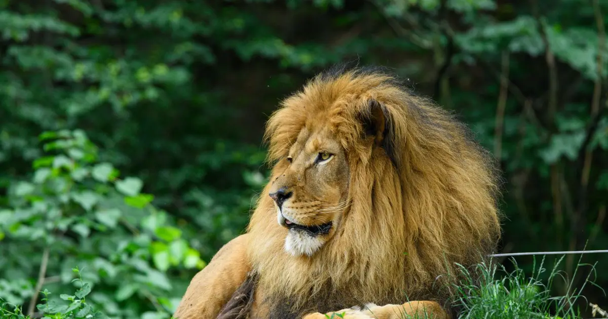 Tiga singa di zoo barat Tokyo mati disyaki akibat cuaca panas